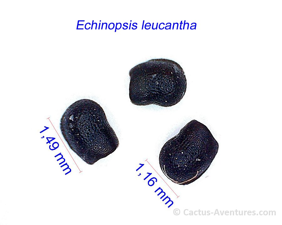 Echinopsis leucantha JL
